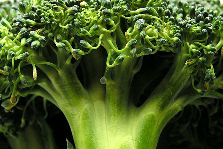 fresh broccoli (large image)