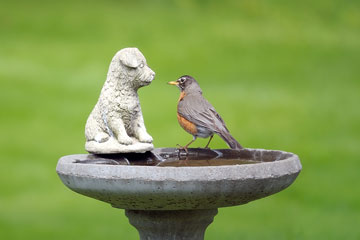 a concrete birdbath and robin