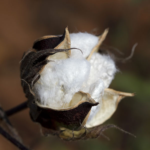 a white cotton boll (large image)