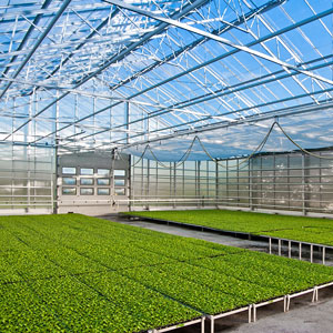 a greenhouse with green plant seedlings