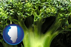 illinois map icon and fresh broccoli