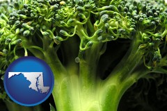 maryland fresh broccoli