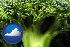 virginia map icon and fresh broccoli