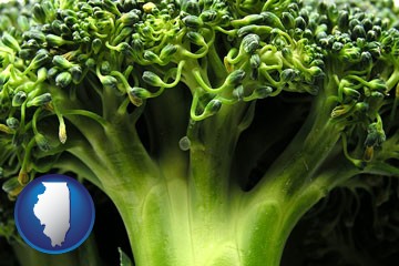 fresh broccoli - with Illinois icon